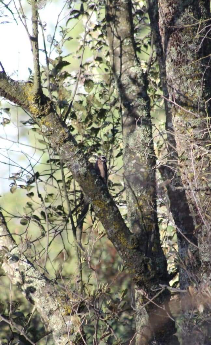 Hairy Woodpecker - Juan Arrieta