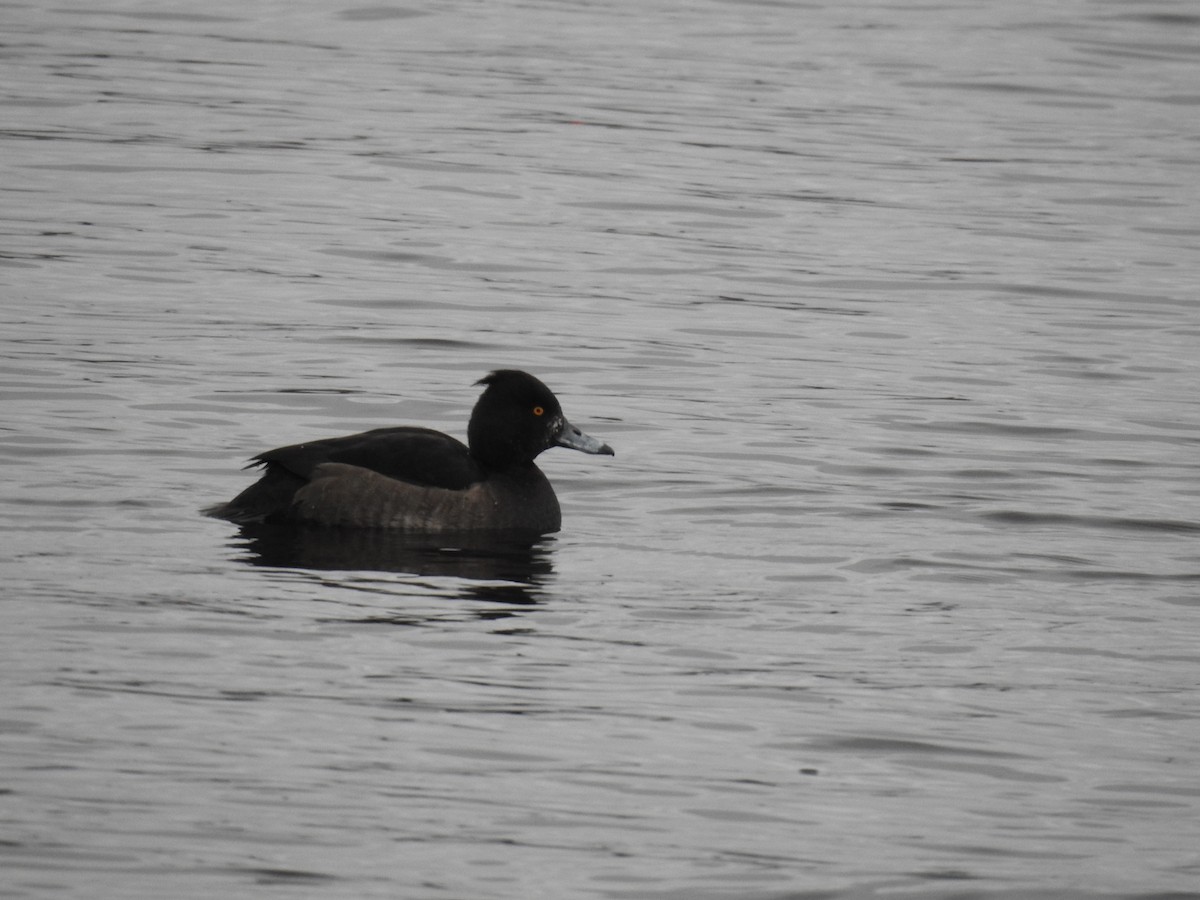 Tufted Duck - Matthew Thompson