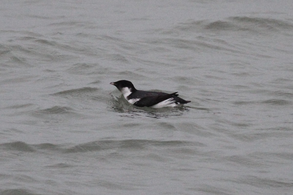 Ancient Murrelet - ML187145231
