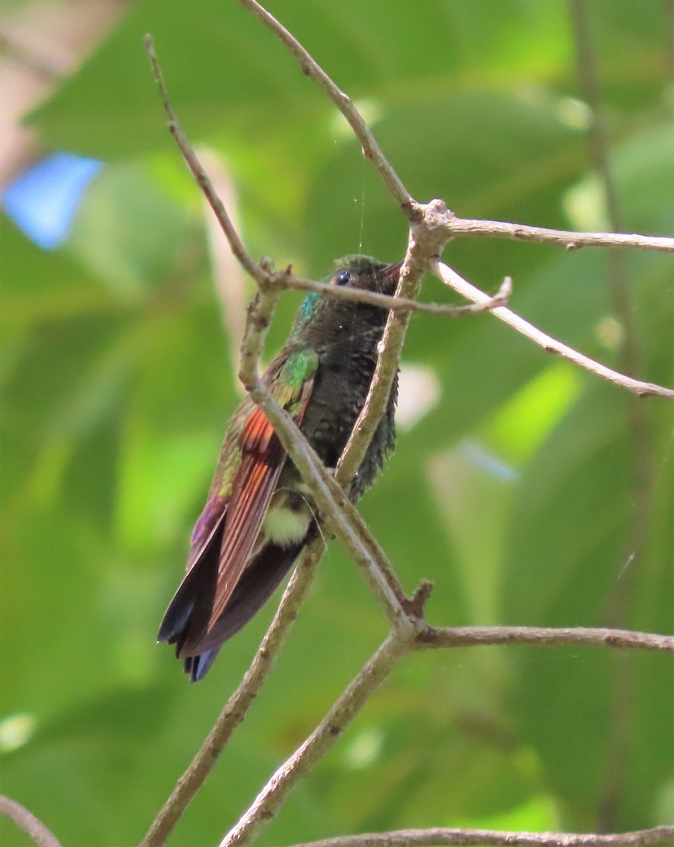 Blue-tailed Hummingbird - ML187145751
