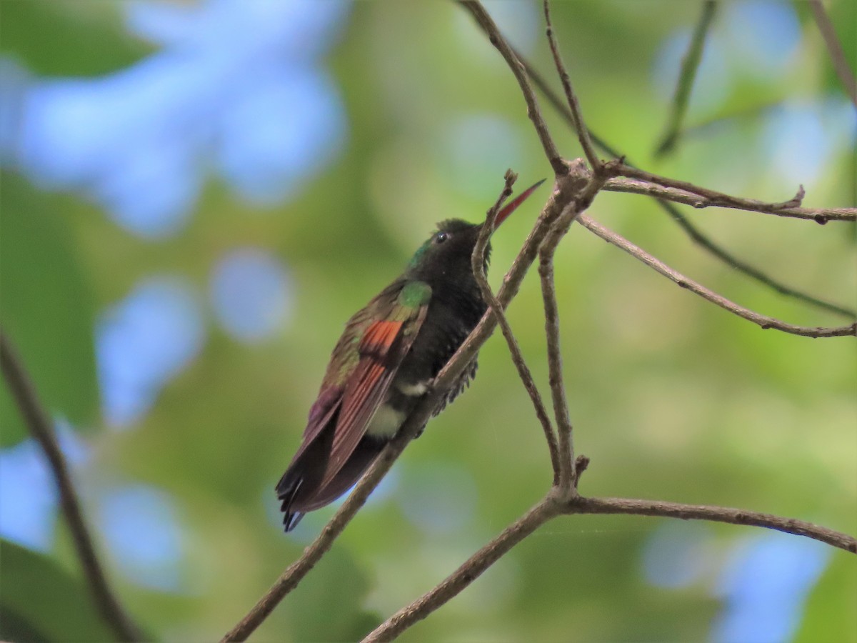 kolibřík středoamerický - ML187145801