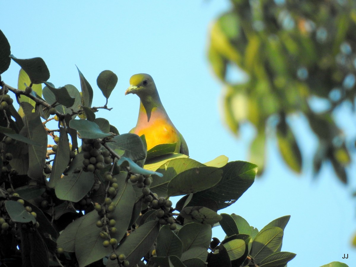 Orange-breasted Green-Pigeon - Jaichand Johnson