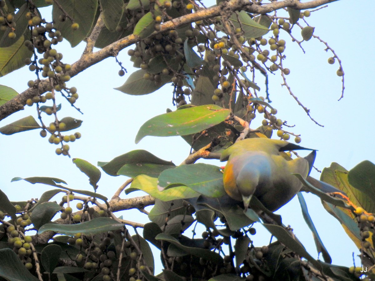 Orange-breasted Green-Pigeon - ML187146471