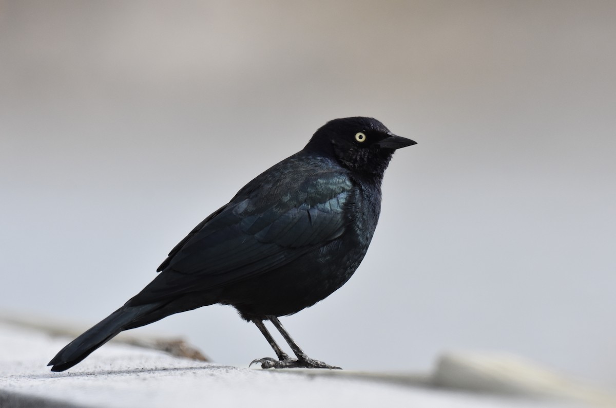 Brewer's Blackbird - Jack Parlapiano