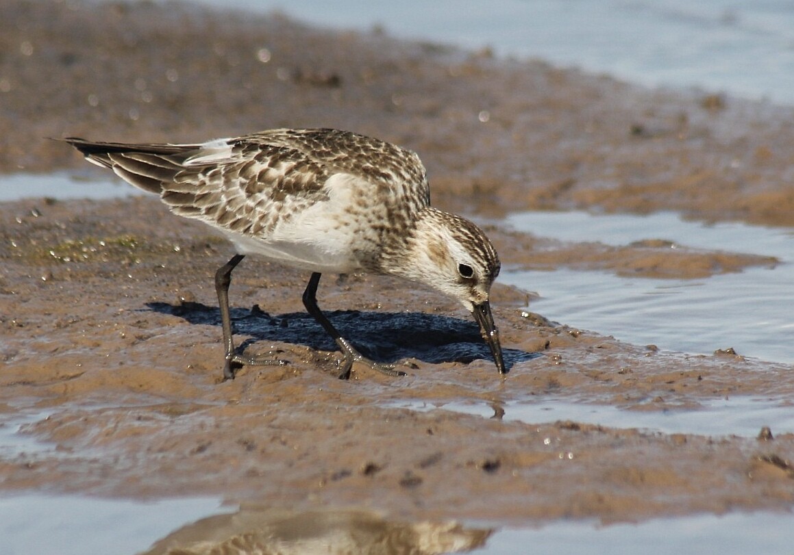 Bairdstrandläufer - ML187147491