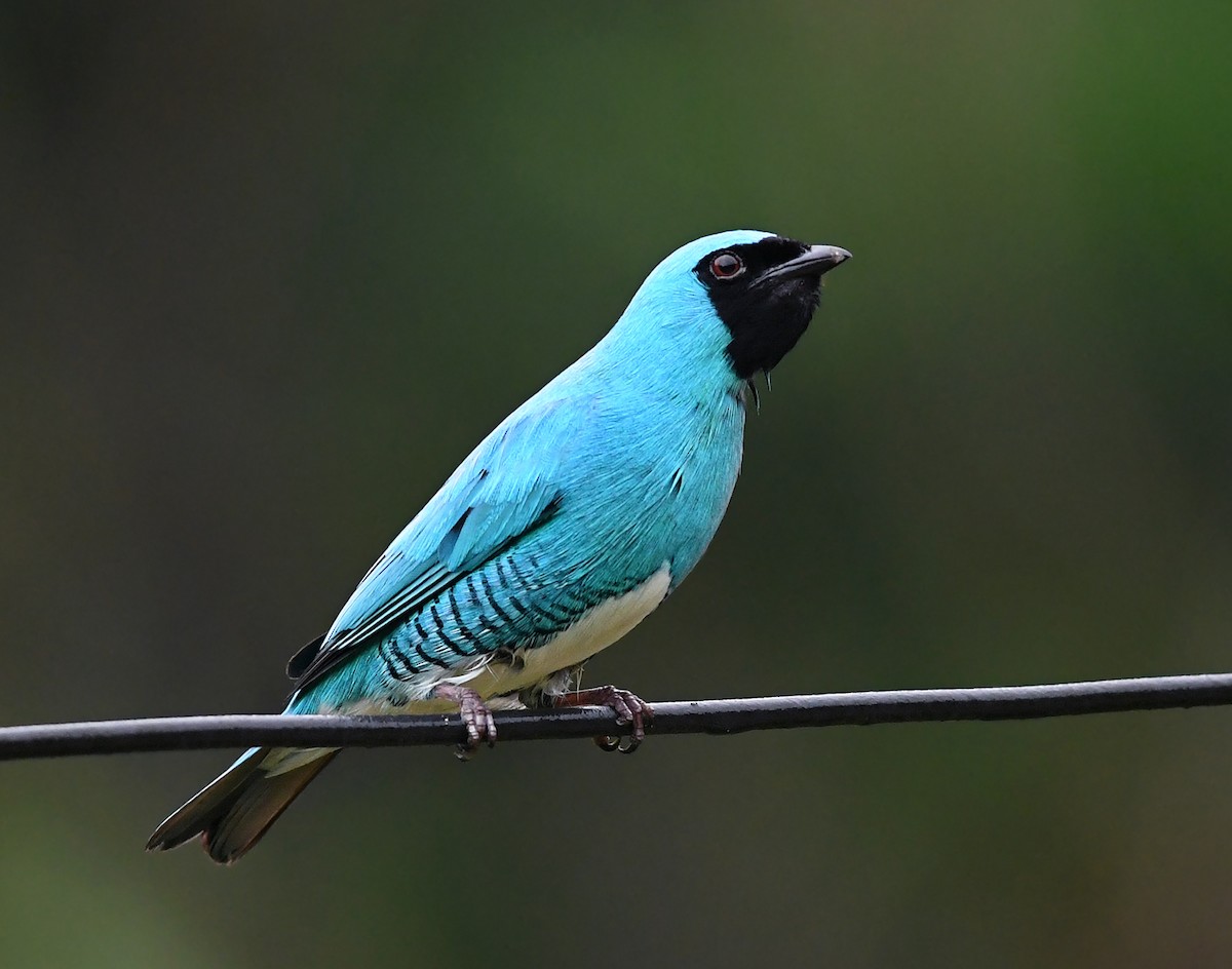 Swallow Tanager - ML187147911