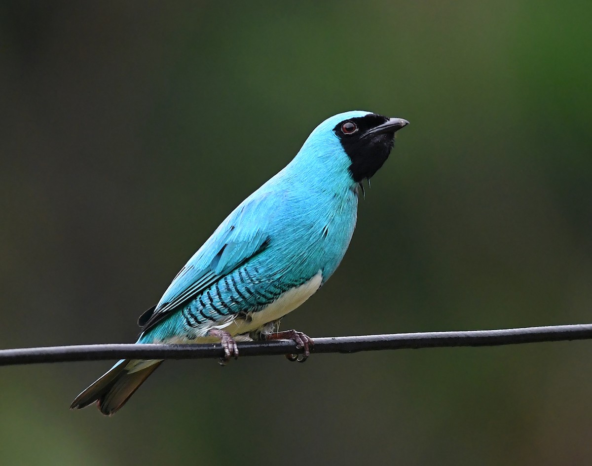 Tangara Golondrina - ML187147911