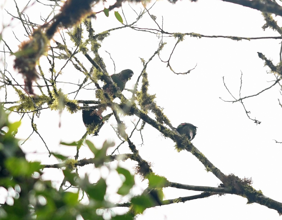 pyrura hnědoocasý (ssp. pacifica) - ML187150641