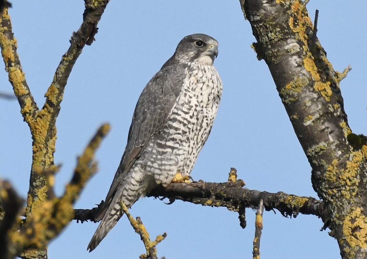 Gyrfalcon - ML187150941