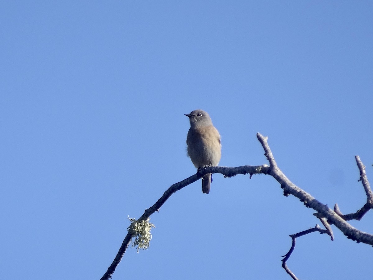 Western Bluebird - ML187150961