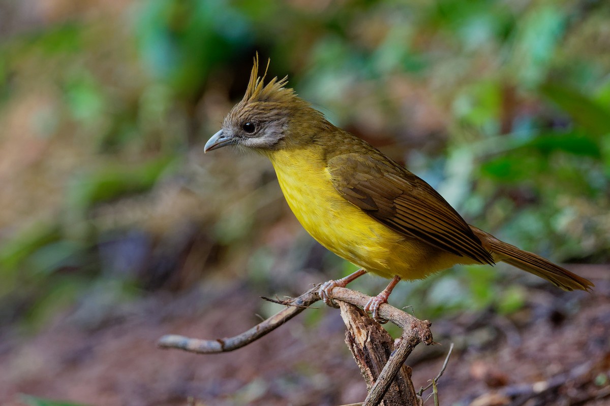 White-throated Bulbul - ML187151071