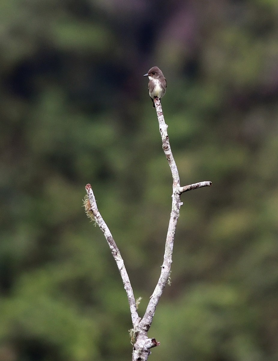 Olive-sided Flycatcher - ML187151901