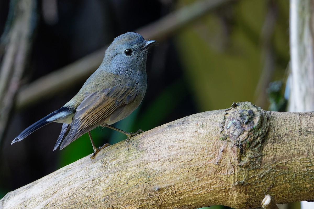 Rufous-gorgeted Flycatcher - ML187151981