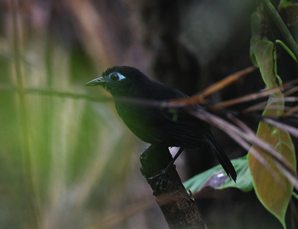 Zeledon's Antbird (Choco) - ML187152011