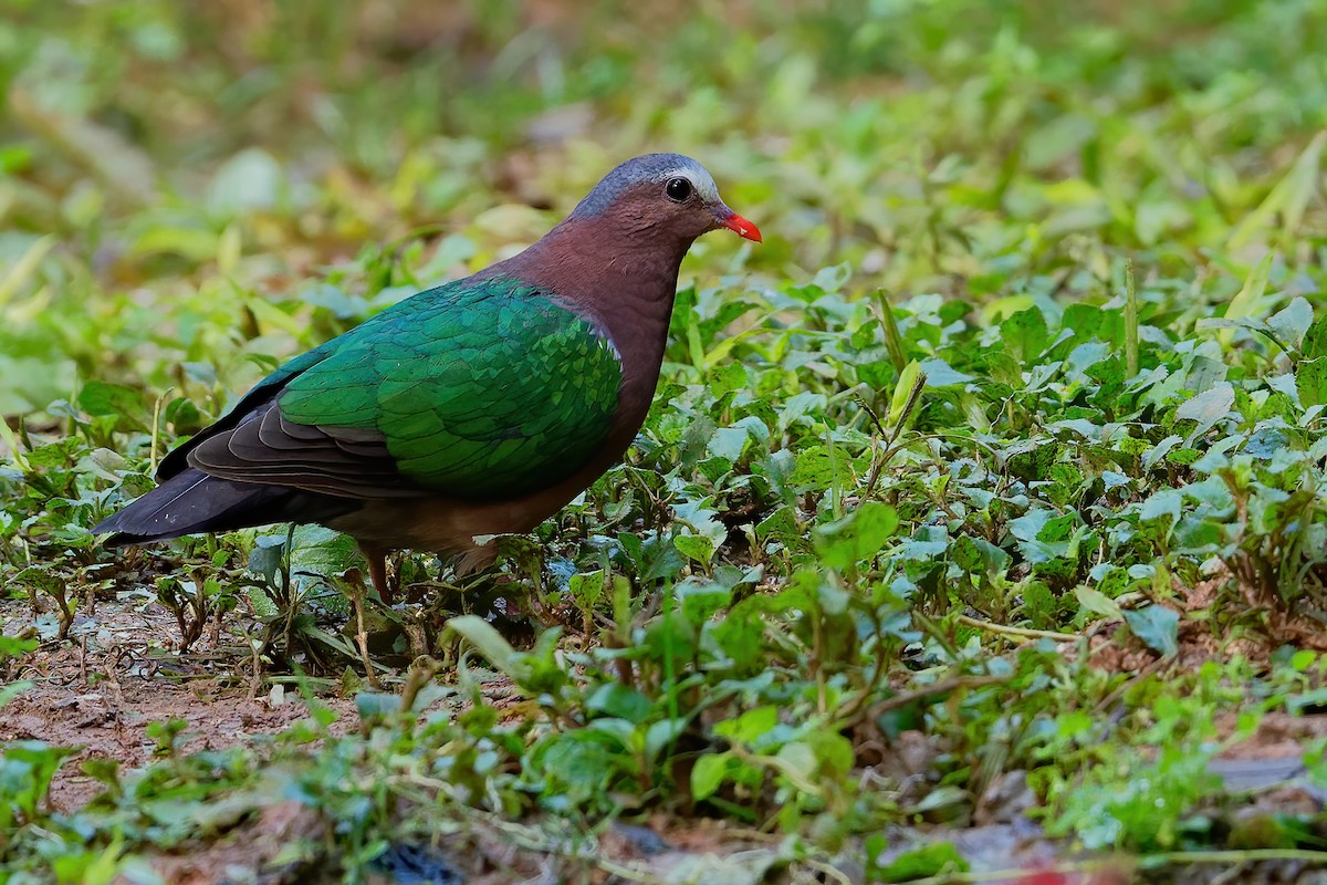 Palomita Esmeralda Cabecigrís - ML187153121