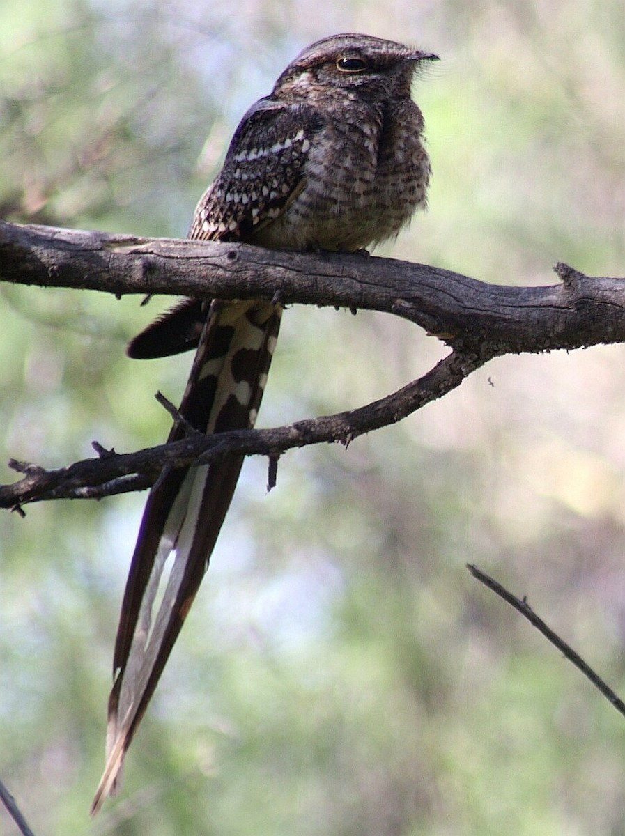 Scissor-tailed Nightjar - ML187153571