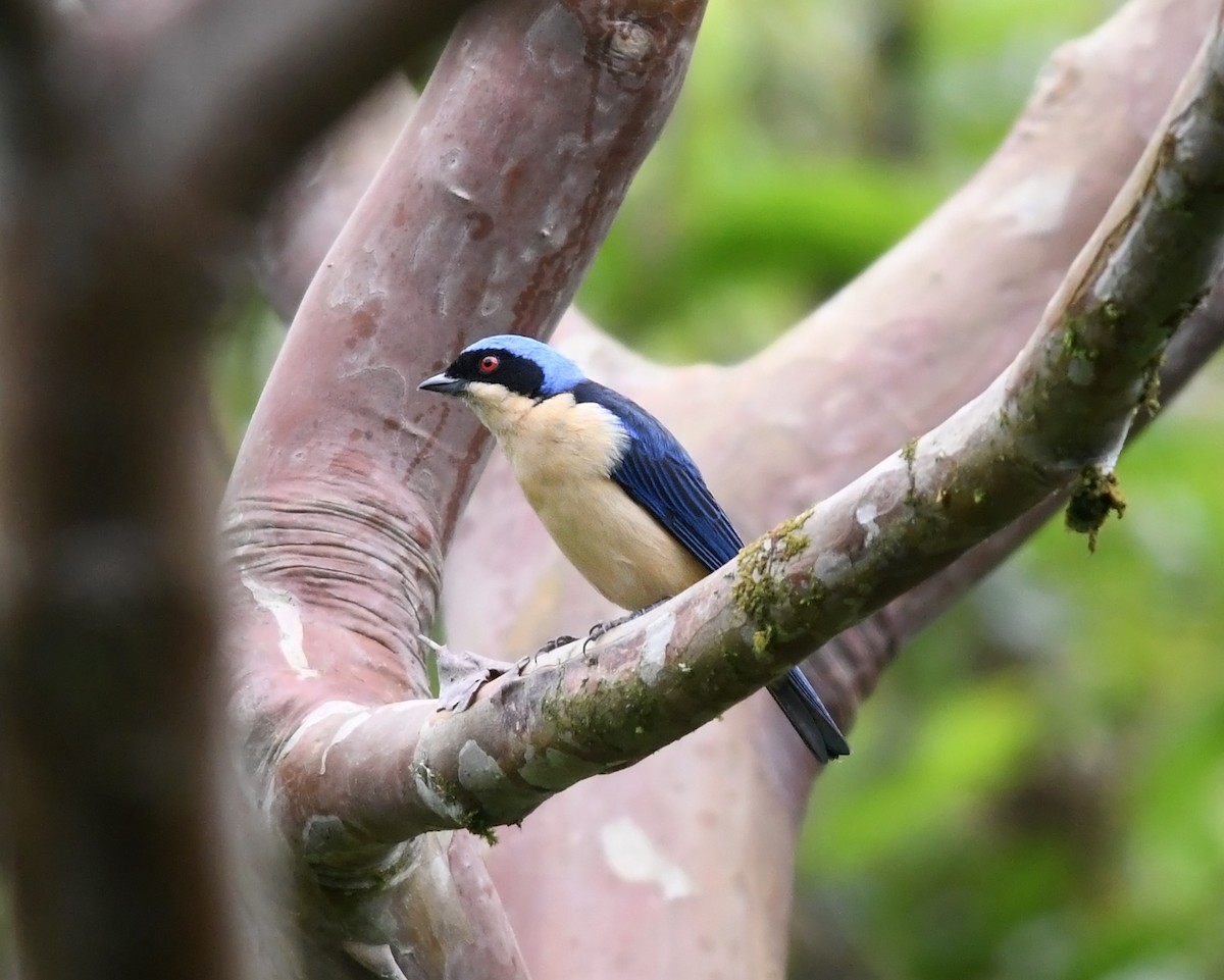 Fawn-breasted Tanager - ML187153871