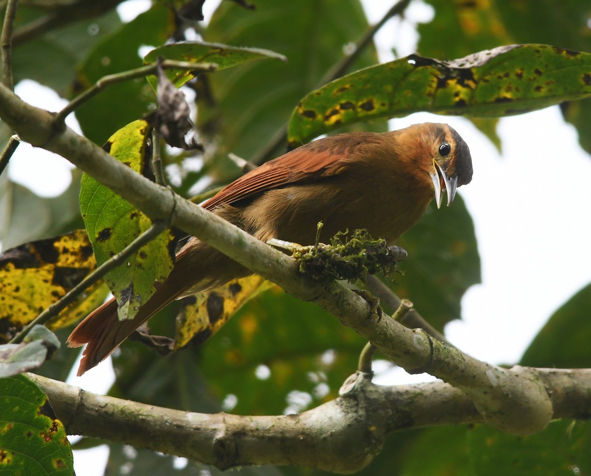 Buff-fronted Foliage-gleaner - ML187154001