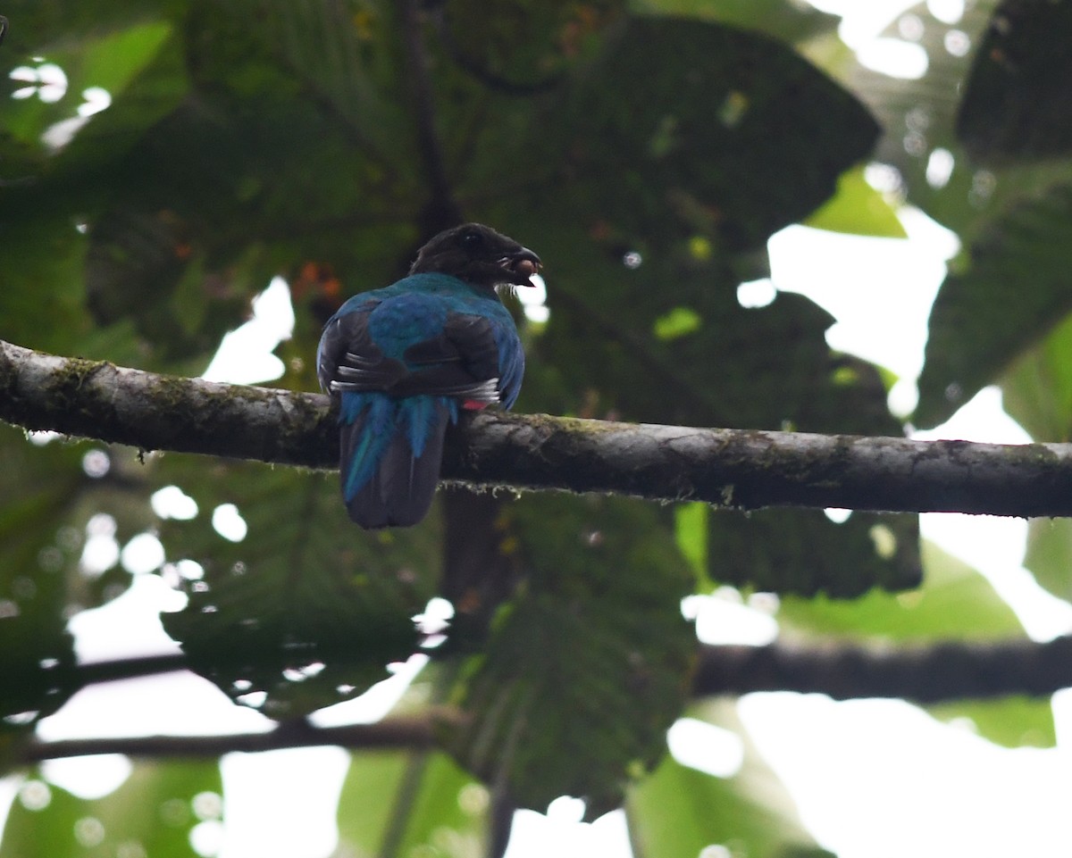 Golden-headed Quetzal - ML187154351