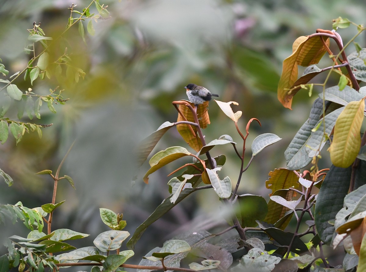 Rufous-throated Tanager - ML187154371