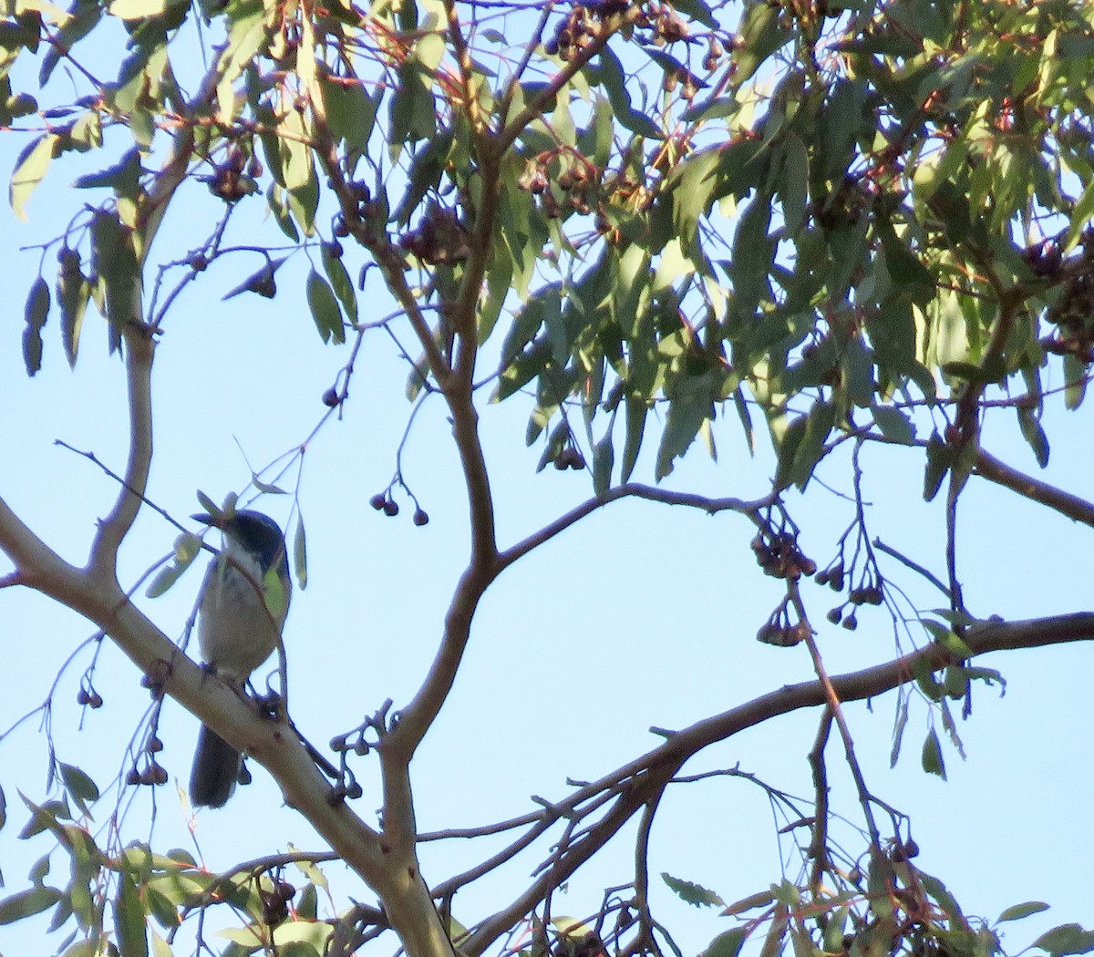 California Scrub-Jay - ML187156091