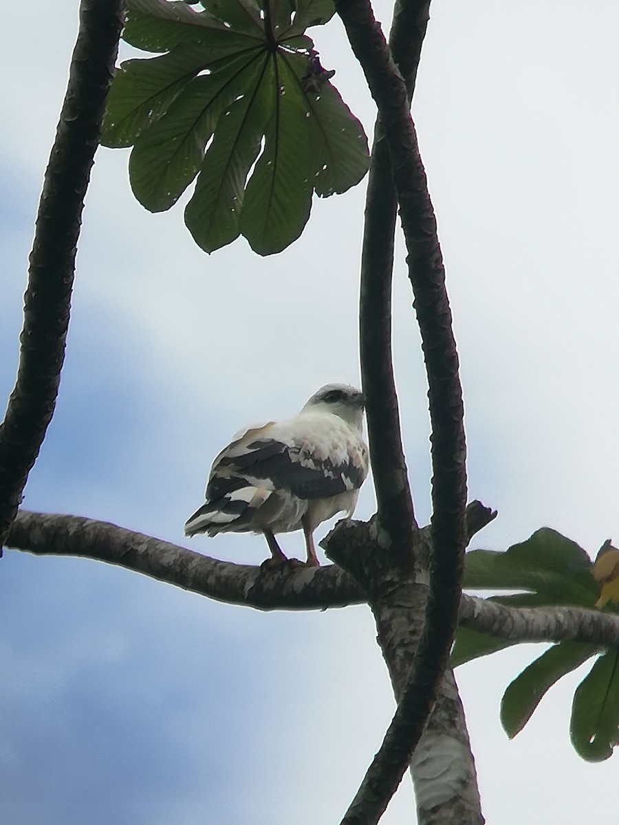 White Hawk - ML187156921