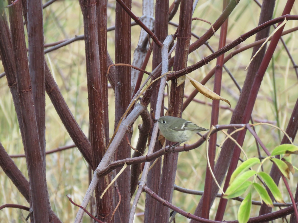 Ruby-crowned Kinglet - Lori Liu