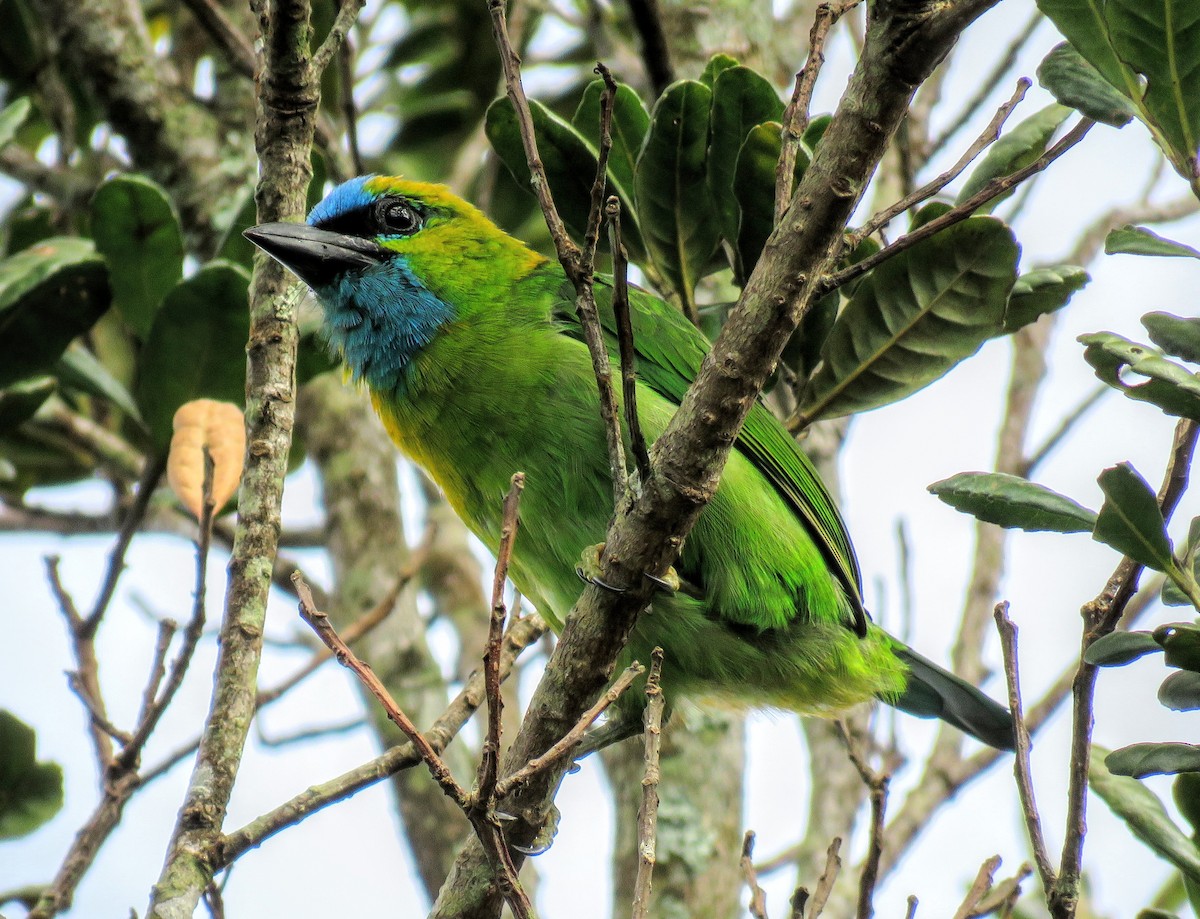 Golden-naped Barbet - ML187159321