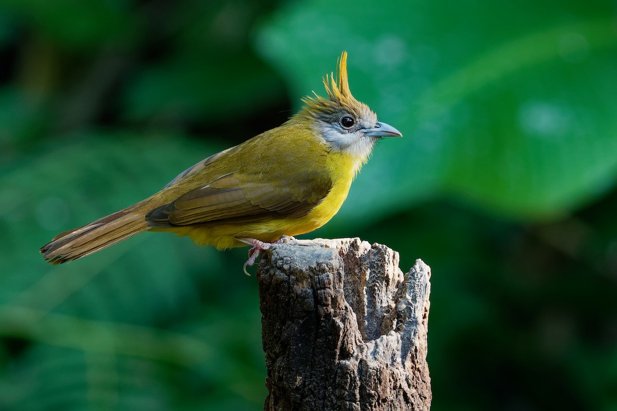 White-throated Bulbul - ML187161051