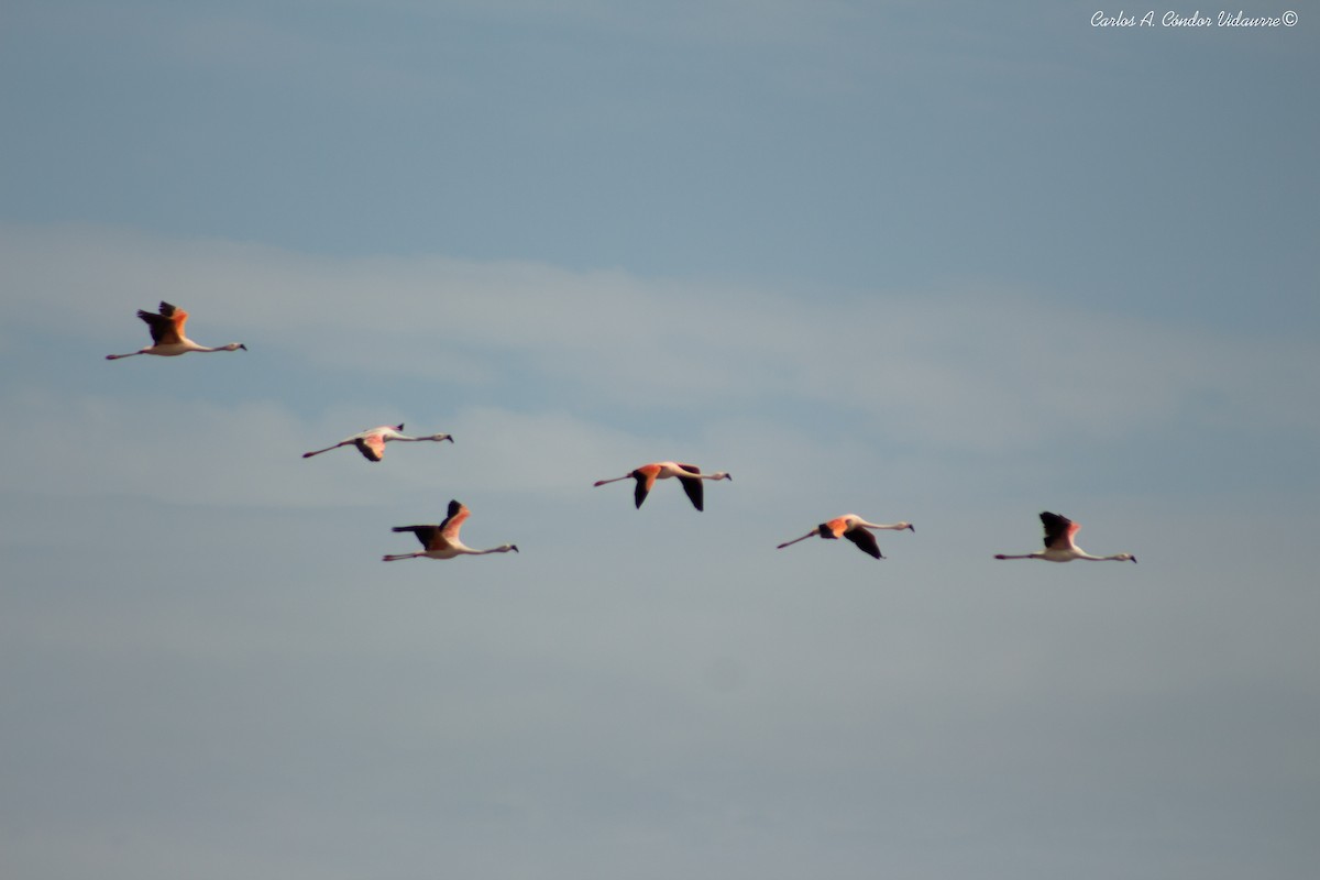 Chilean Flamingo - Carlos Alberto Cóndor Vidaurre