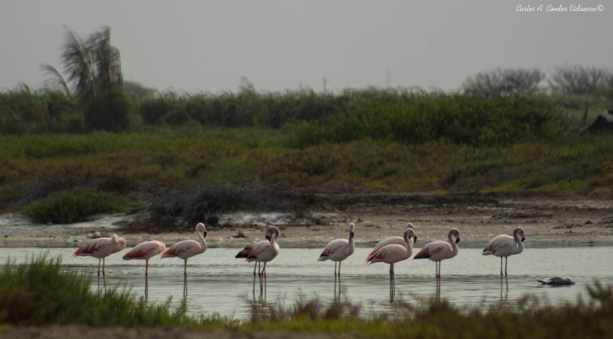 Chilean Flamingo - Carlos Alberto Cóndor Vidaurre