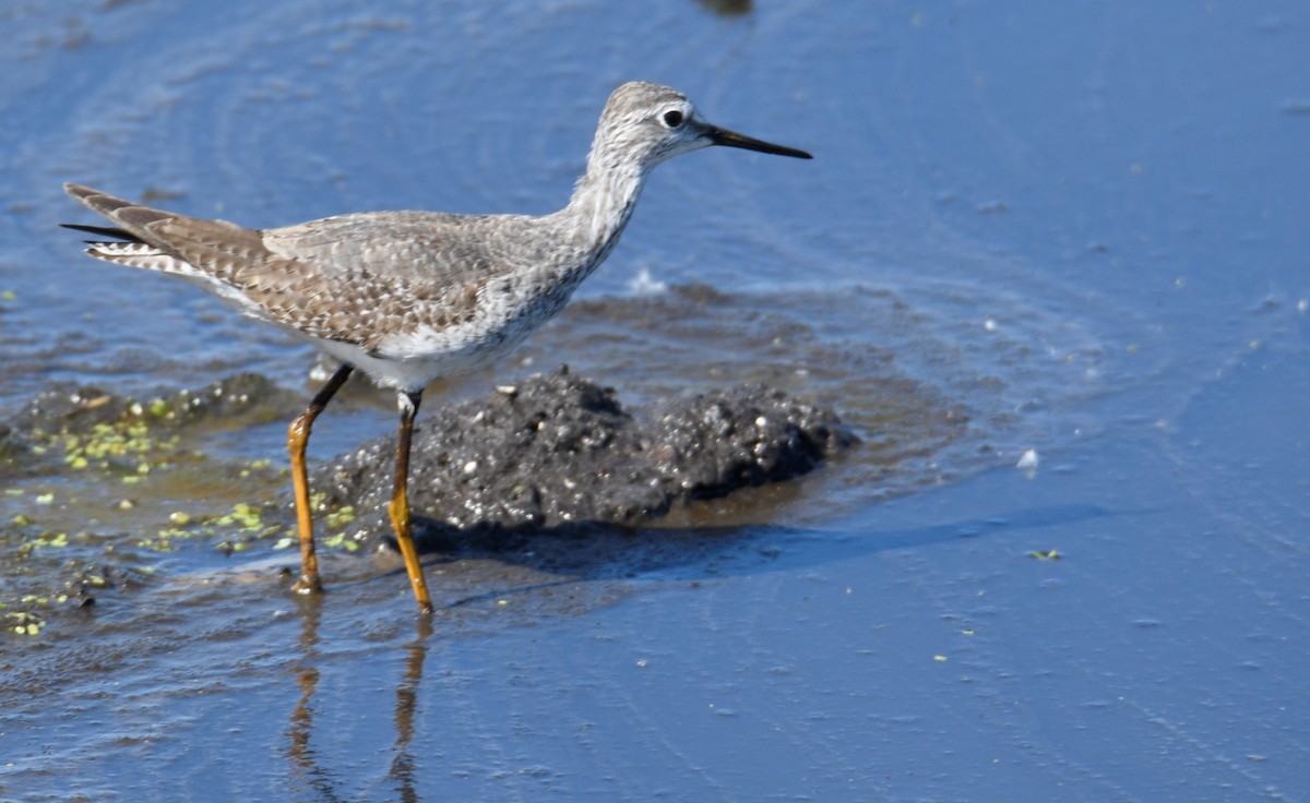 Lesser Yellowlegs - ML187164521