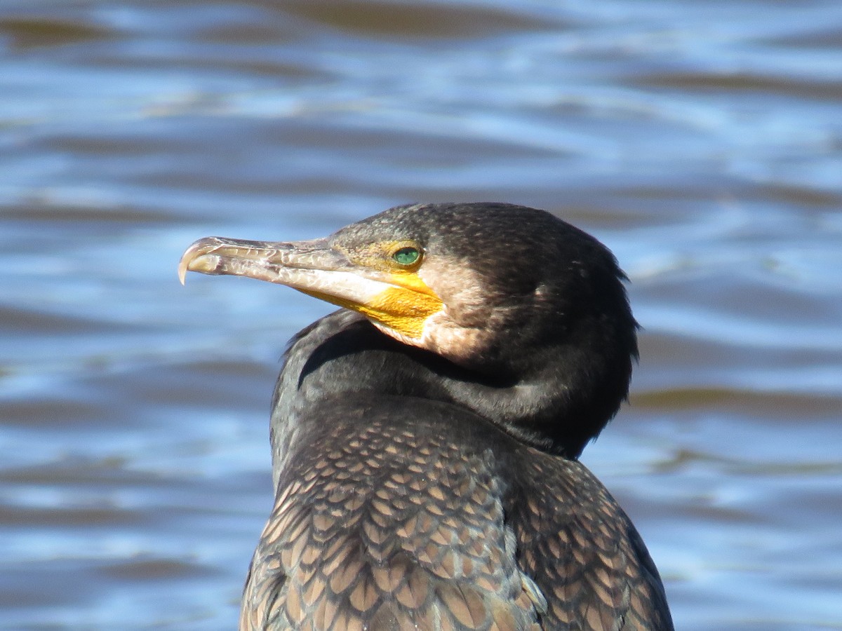 Great Cormorant - ML187165251