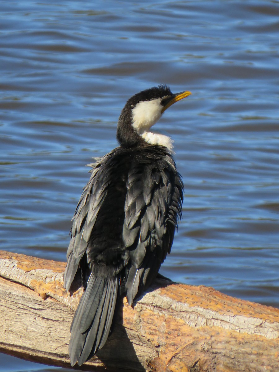 Little Pied Cormorant - ML187165411