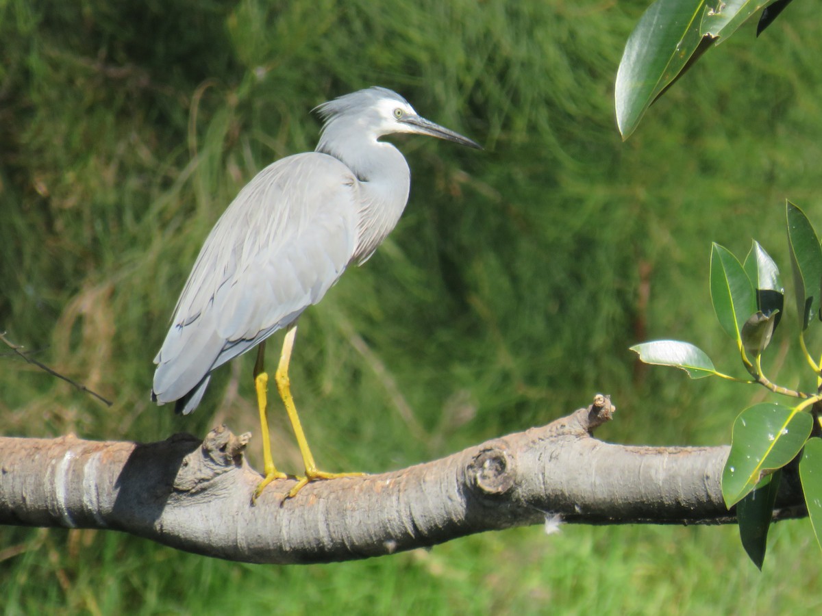 White-faced Heron - ML187167071