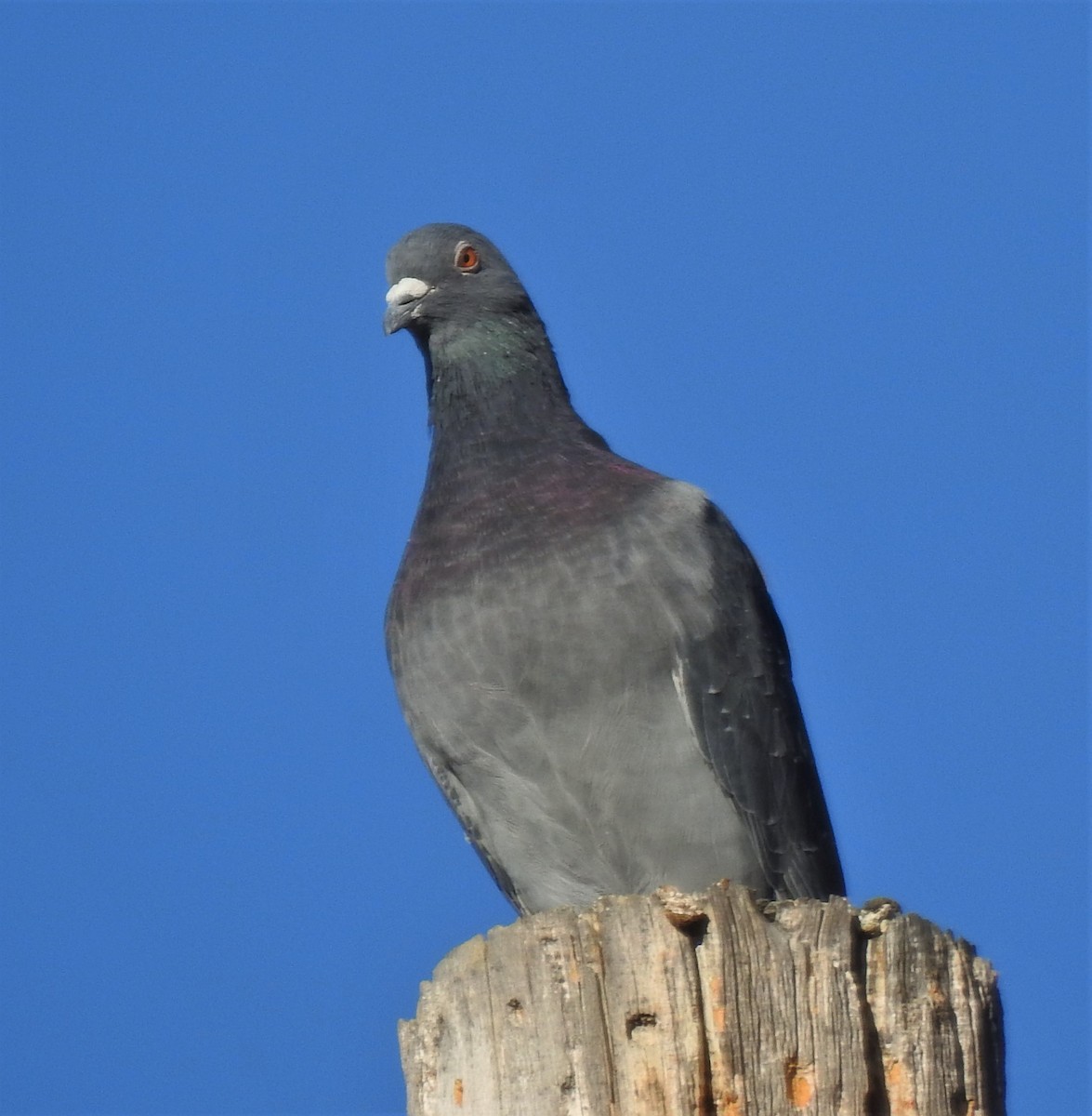 Rock Pigeon (Feral Pigeon) - ML187167291