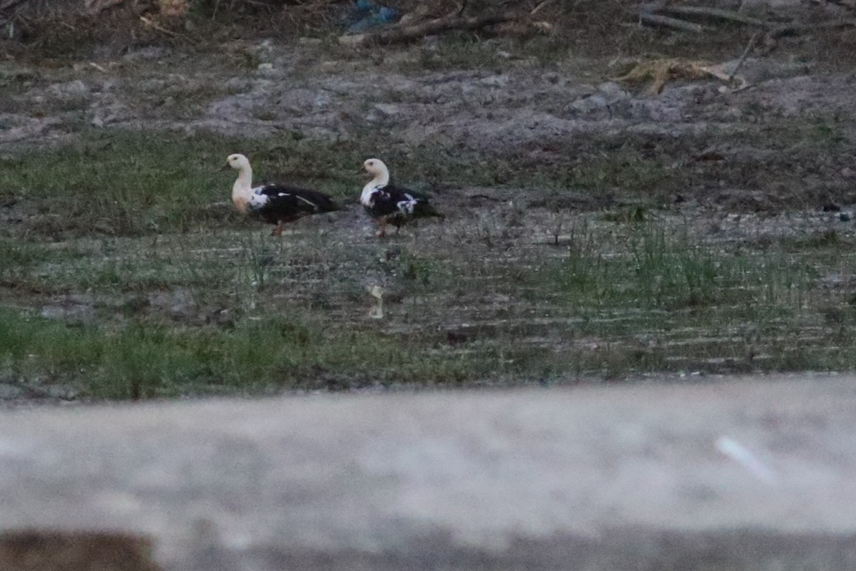 Nette à ailes blanches - ML187168871