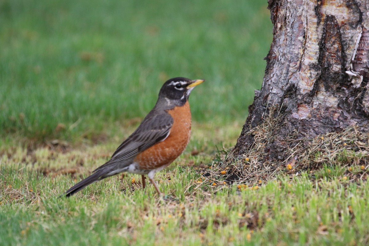 American Robin - ML187169411