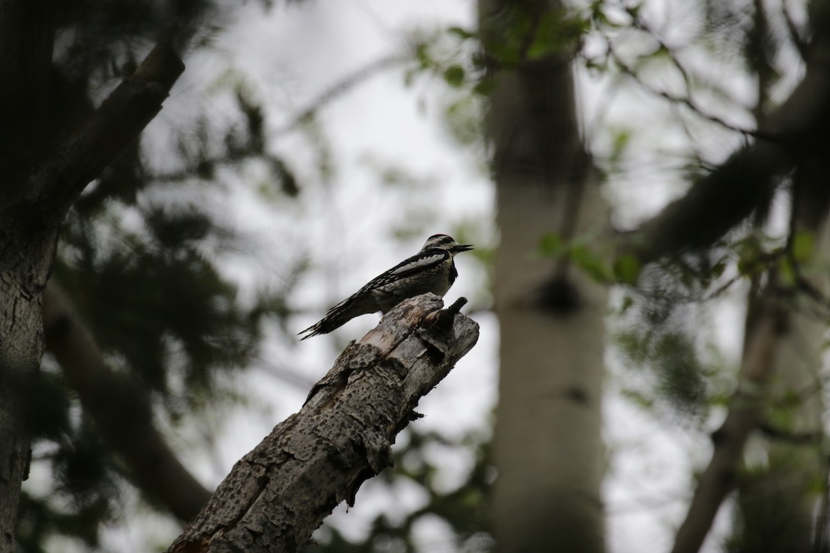 Yellow-bellied Sapsucker - ML187169921