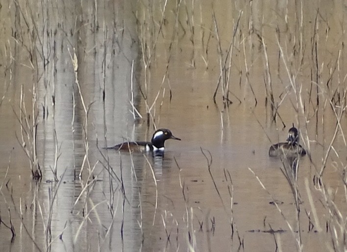 Hooded Merganser - ML187170011