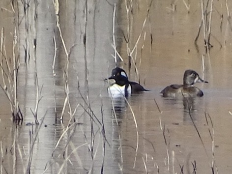Hooded Merganser - ML187170111