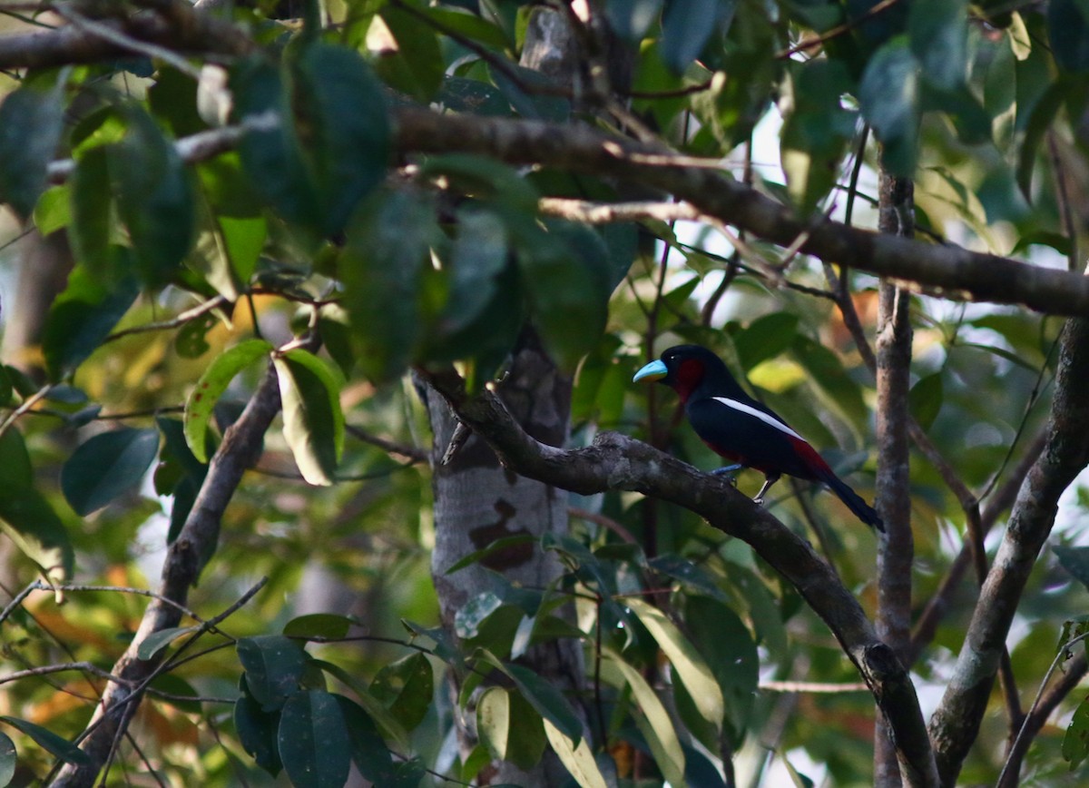 Black-and-red Broadbill - ML187171681