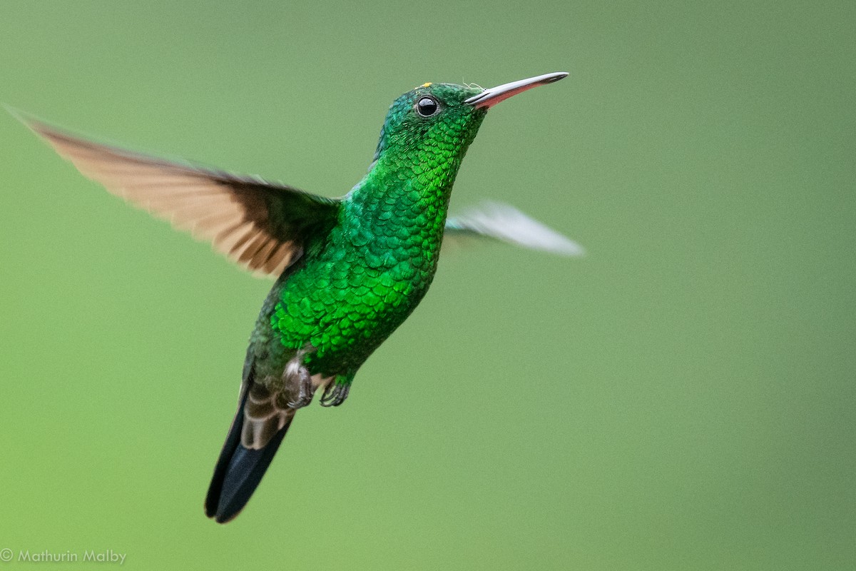 Steely-vented Hummingbird - ML187172211