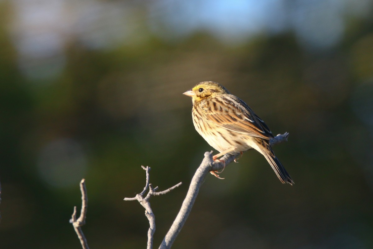 Savannah Sparrow - ML187173341