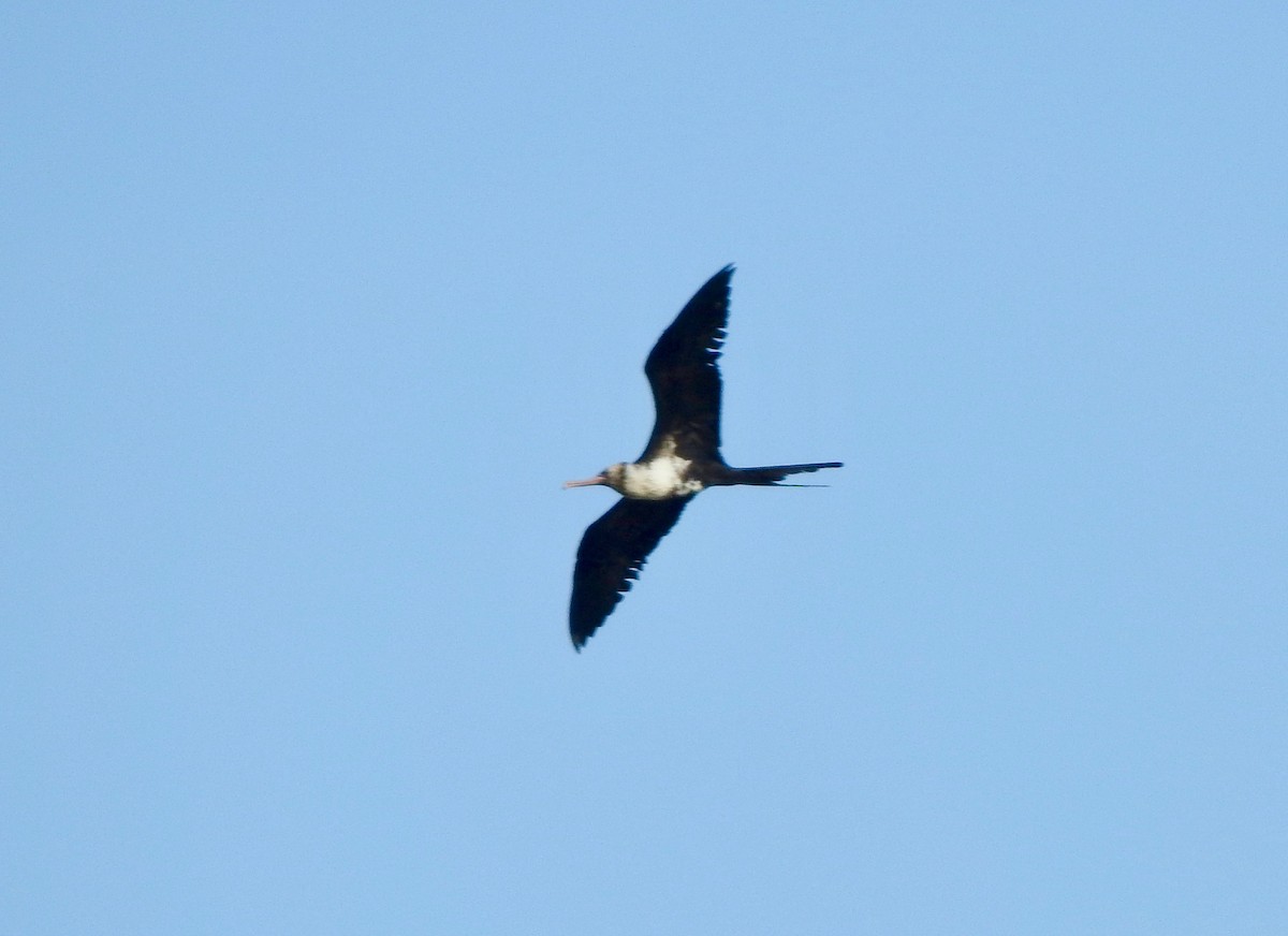 Lesser Frigatebird - ML187175251