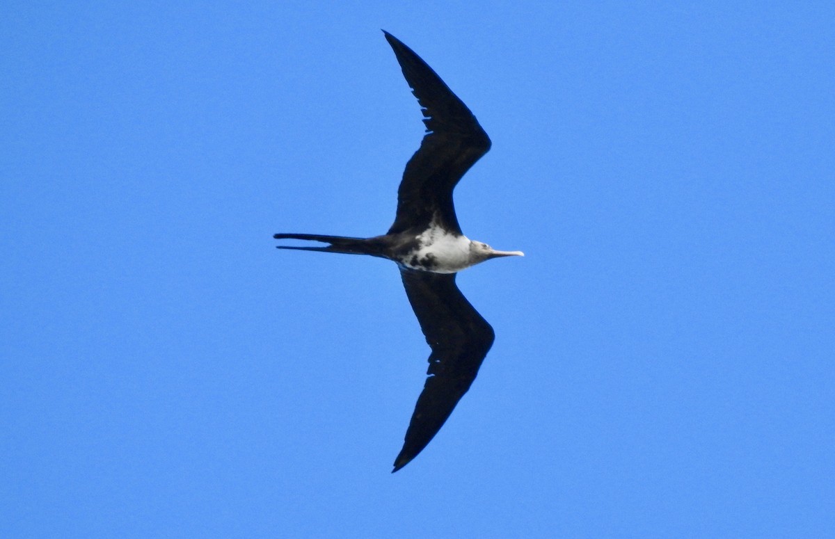 Lesser Frigatebird - ML187175281