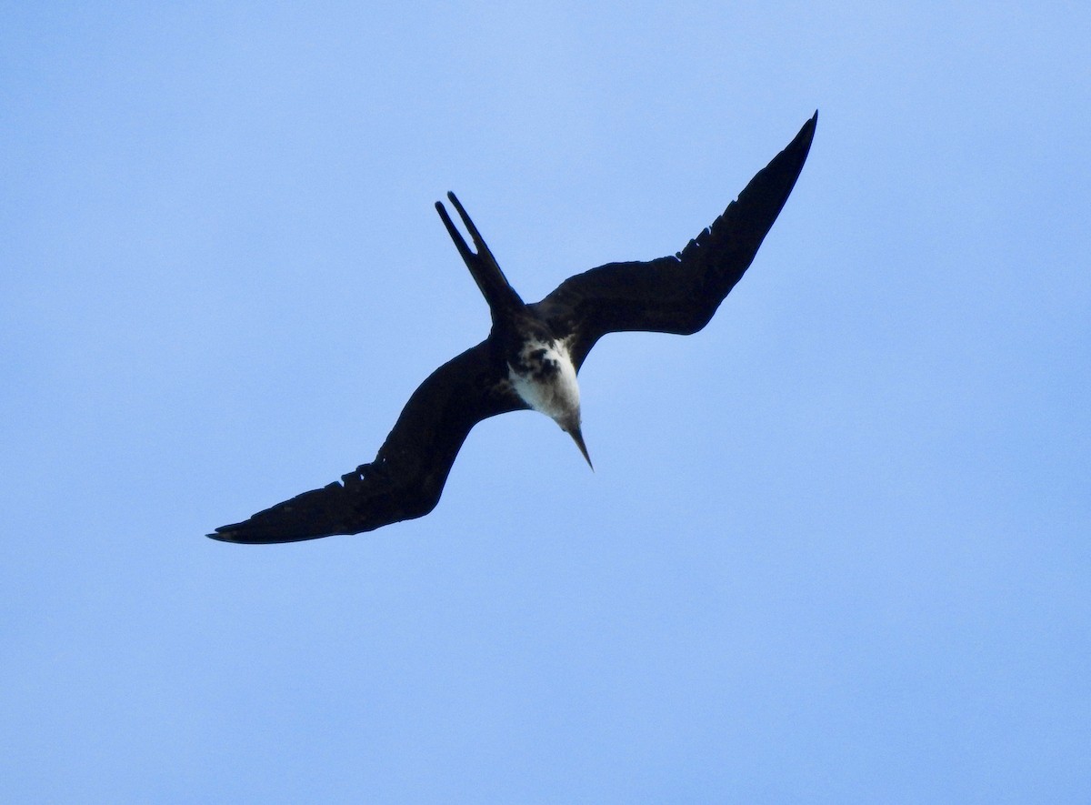 Lesser Frigatebird - ML187175291