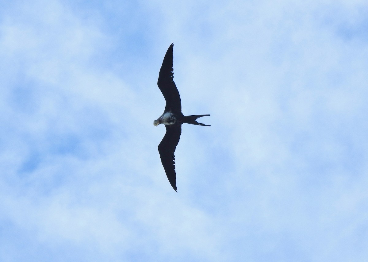 Lesser Frigatebird - ML187175311