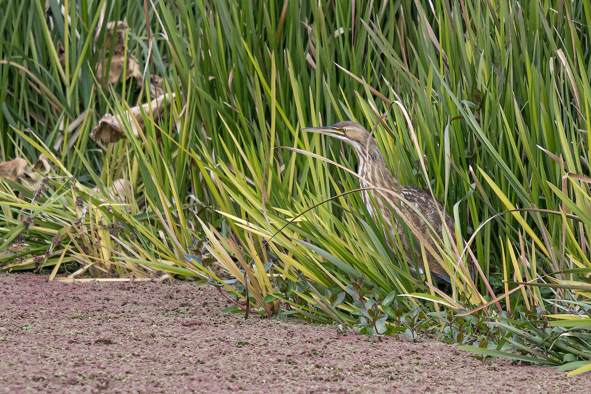 American Bittern - David Badke