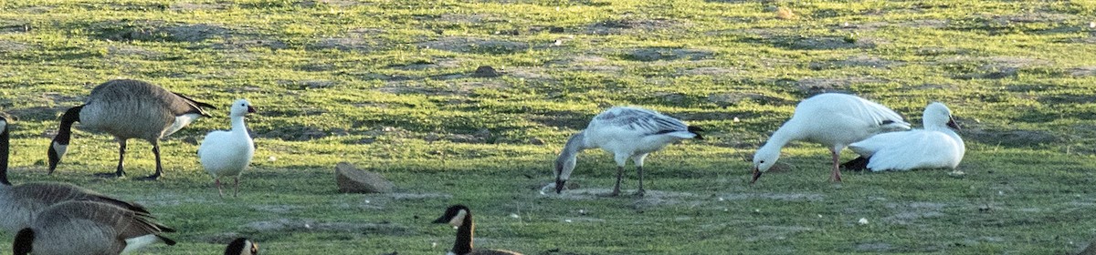 Ross's Goose - ML187179781